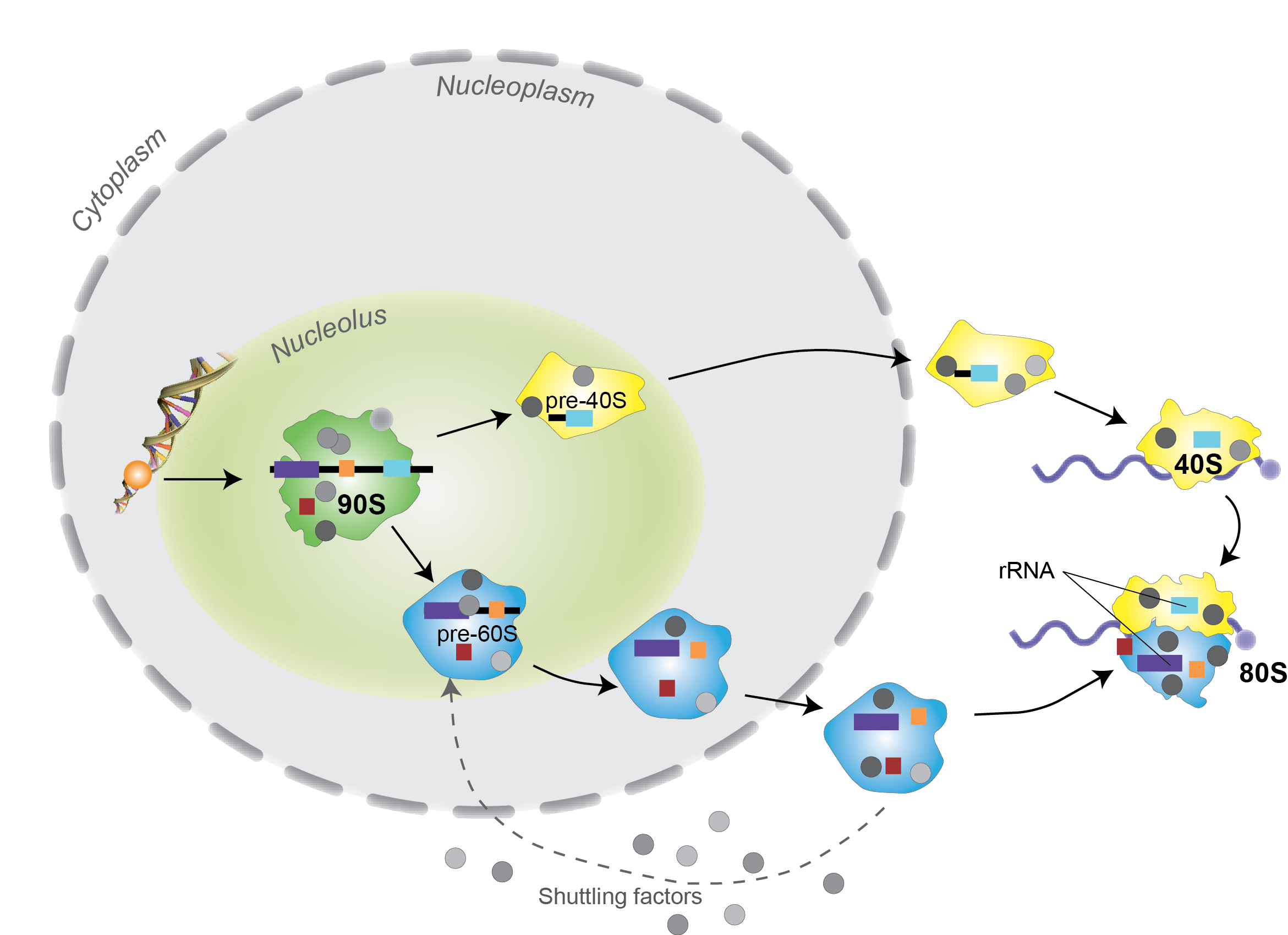 Ribosome Biogenesis in S. cervisiae